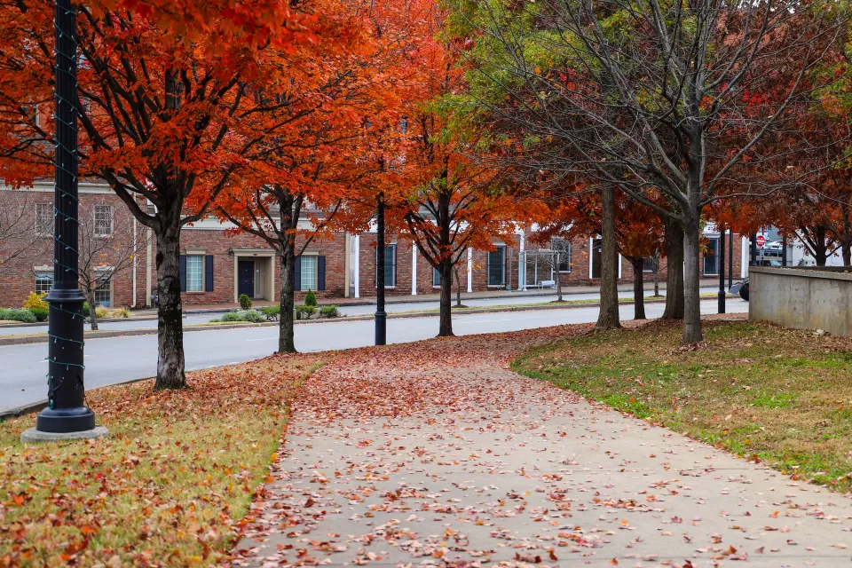 Vividly colored orange and red autumn trees along sidewalk in Nashville, Tennessee